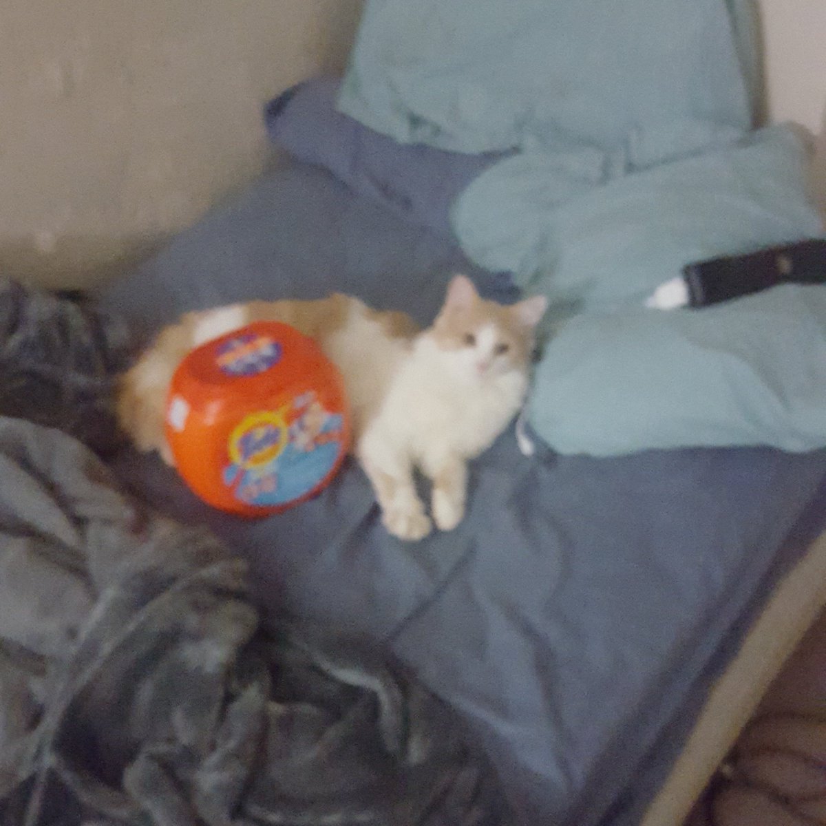 Elijah_le's tweet image. 