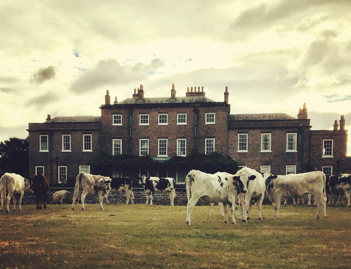#Awesome photo of our #cows enjoying some #grass in front of #ThirskHall last year. #Beautiful setting for them don't you think? #grazing #munchmunch