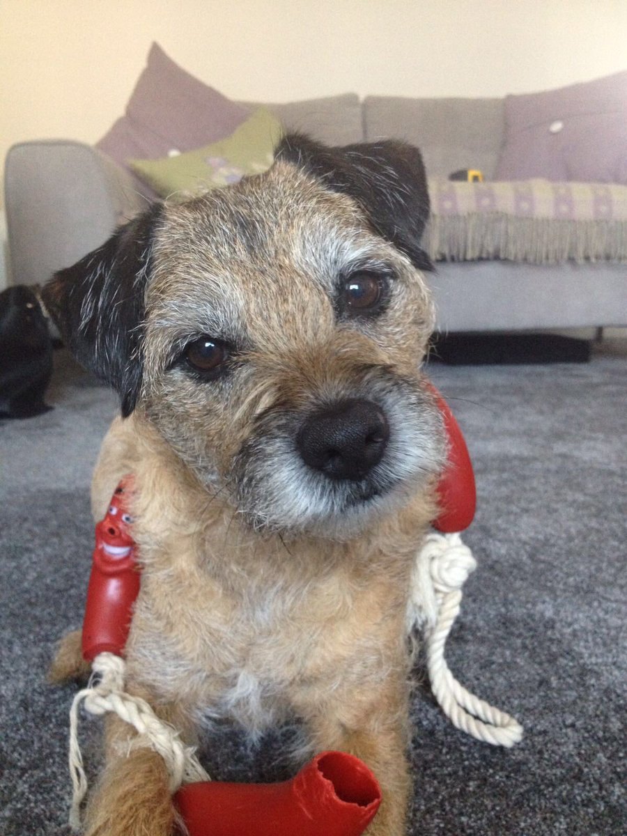 no1border's tweet photo. @lilyskitchen Morning Dad has now emailed over a photo of me and decided to go with one of there favourite ones with me and my sausages 😀 can’t wait to see it #itsnotloopy https://t.co/G3NLImBOKL