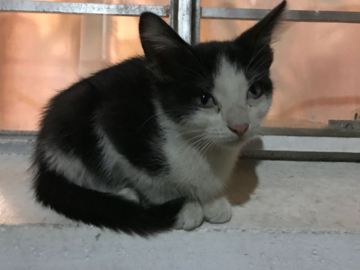 ¡Amigos! Este pequeño necesita un hogar. Todos los informes con @LeidiLara la pueden buscar como Larisa Luque en Facebook. 🐱🐱🐱 <a href="/FundacionAdopta/">FundaciónAdopta</a> <a href="/AdoptameNaucal1/">Adoptame Naucalpan</a> <a href="/AdoptaAmaRockea/">Adopta Ama Rockea</a>