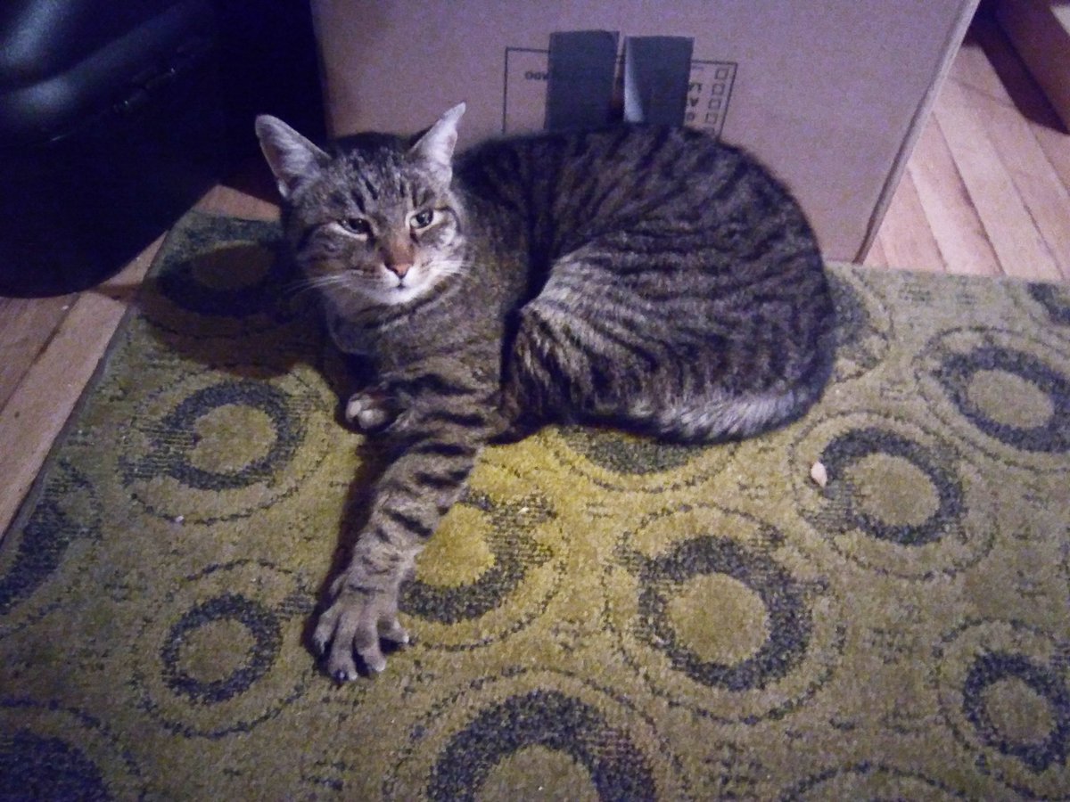 GinaLouiseC's tweet photo. @DonnaNoble10th @a_fly_guy #HazelCat is totes down for that https://t.co/dmavMqfs0U