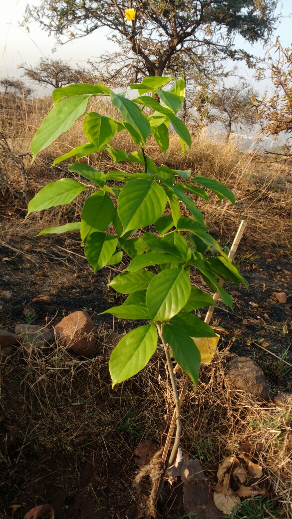 JadhavarSuraj's tweet photo. March 21, Day for forests!
Proud to say, putting in lot of effort in creating a microforest with @GreenWagholi #positiveactivism #actuallydoingsomething https://t.co/WaLVlgHhQe