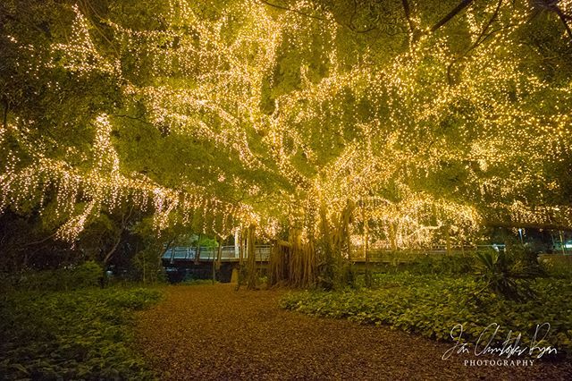 IanRyanNZ's tweet photo. "Ethereal"
In quite a few places in Brisbane they cover the treas in lights. This is at the end of the Goodwill Bridge and a popular place for some portrait photography.
.
.
Copyright Ian Ryan 2018. All rights reserved. https://t.co/qNibzKFX8V https://t.co/j4iQwCbpzS