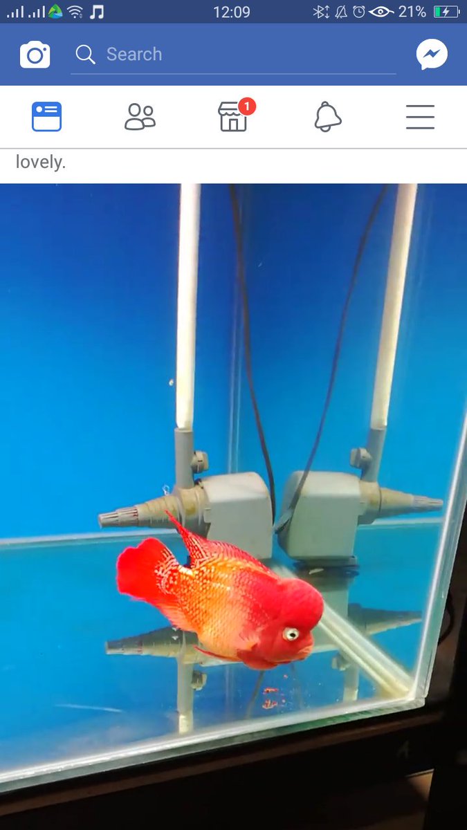 neilapurada's tweet photo. The beauty in this tri color fireball is 😍😍😍
#thaiFish https://t.co/Ai1zDWHOno