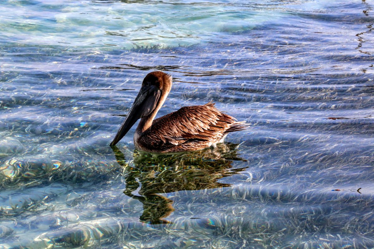GEFSGPBELIZE's tweet photo. Excellent move! #Belize Government approves proposal to phase out plastic and Styrofoam utensils by April 2019! #SDG14 #yearofthereef #Belizebarrierreef @UNESCO #boldleadership #Oceans @GEF_SGP https://t.co/UVvTXbU6yi
