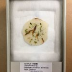 入れ物が変われば見方も変わる？!標本箱に「えびせん」を入れた結果!