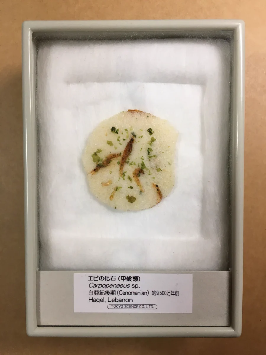 入れ物が変われば見方も変わる？！標本箱に「えびせん」を入れた結果ｗｗｗ