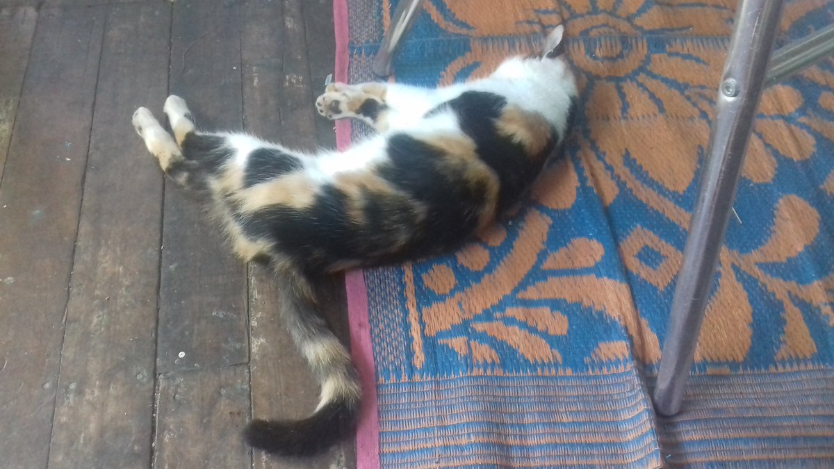 frontiersuva's tweet image. The cats on #Beqa and #Suva really understand the concept of #FijiTime.