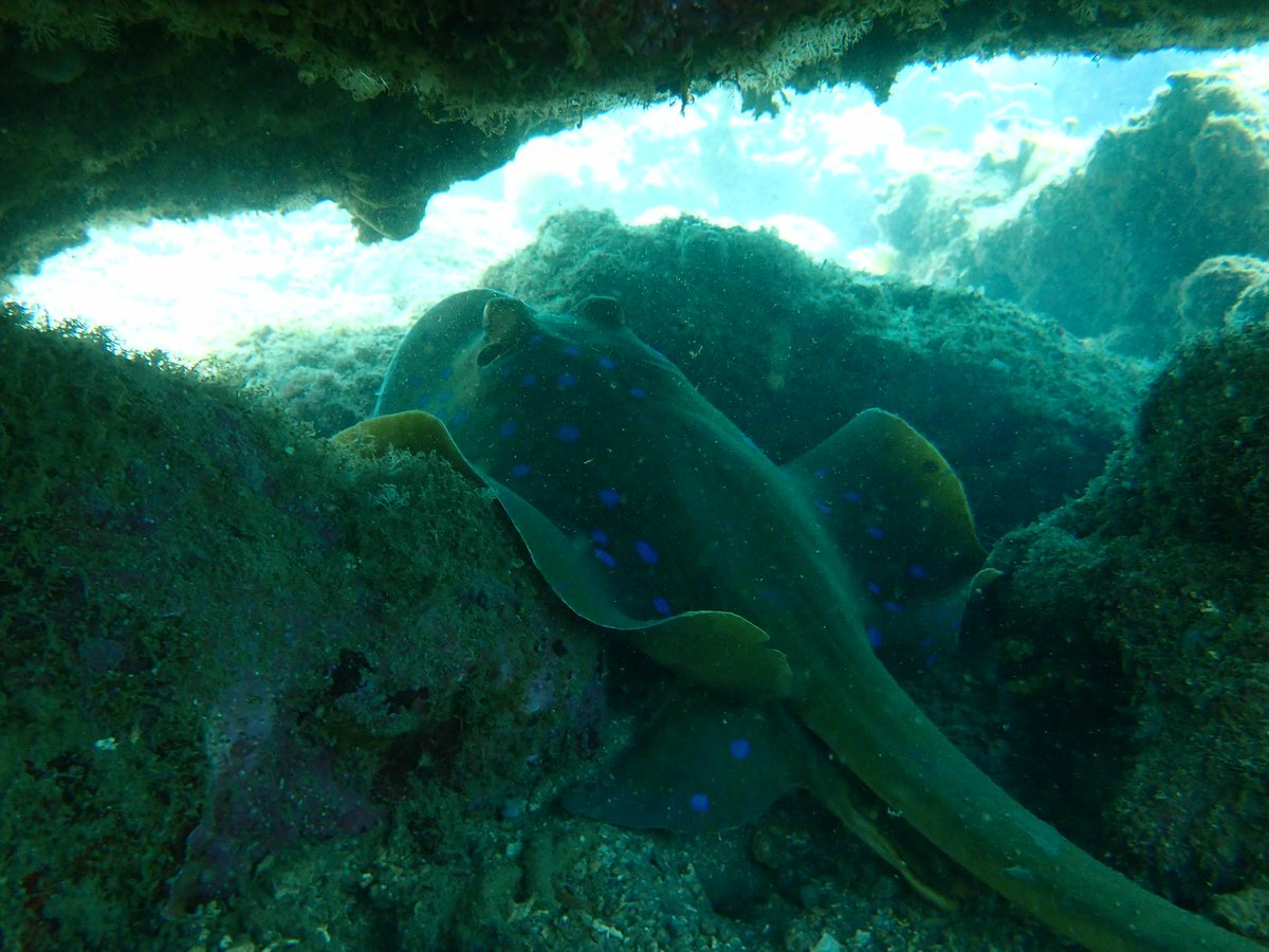 frontiersuva's tweet image. Can you help out our #Beqa colleagues with name that species?

Only joking guys, we know it's Nemo.

OK seriously what is that. Anyone?

#fish #marine #underwater #nature