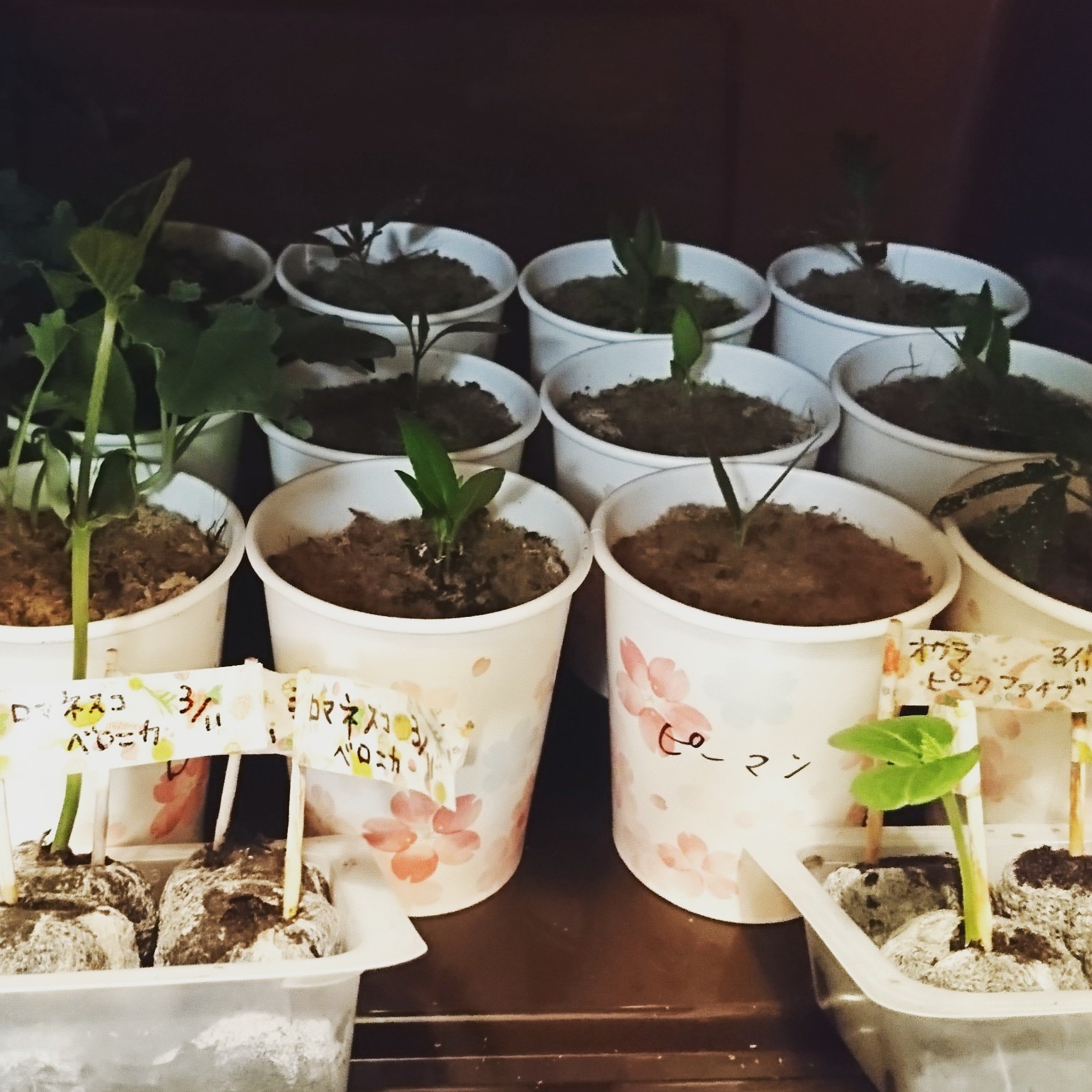ぷーこ ポット が足りないときはいつも紙コップ 水もそこそこ捌けるし 定植の時もペリペリ破ってしまえばいいので中々良いです 花見の時期だから 100均で買った紙コップ桜だった かわいい ベランダ菜園 育苗 家庭菜園 育苗箱 Led ピーマン