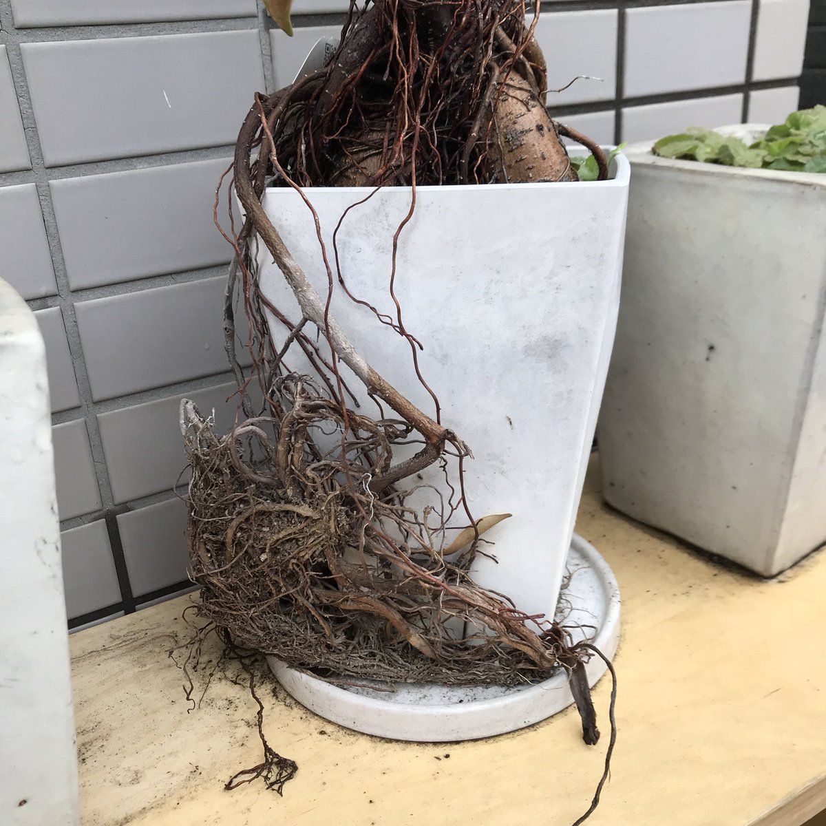 森山直太朗 実家のガジュマル 生命力ハンパない 凧