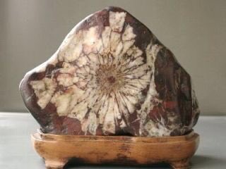 桜石の他にも梅花石や菊花石なんてのも有るそうだ。無機質の石の中に