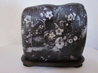 桜石の他にも梅花石や菊花石なんてのも有るそうだ。無機質の石の中に
