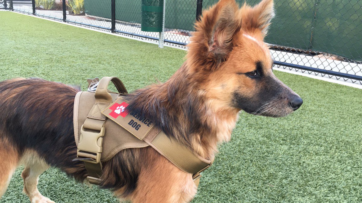 It is a great time for #training with your #dog #hikingwithdogs #dogtraining #servicedog #germanshepherd #militarydog #pewpew #veterans #PTSD #gsd  #k9 #Rockies #puppy  #tacticaldog #campingwithdogs #adventuredog #rottweiler #husky #whippet #goldenretriever #doberman #dalmatian