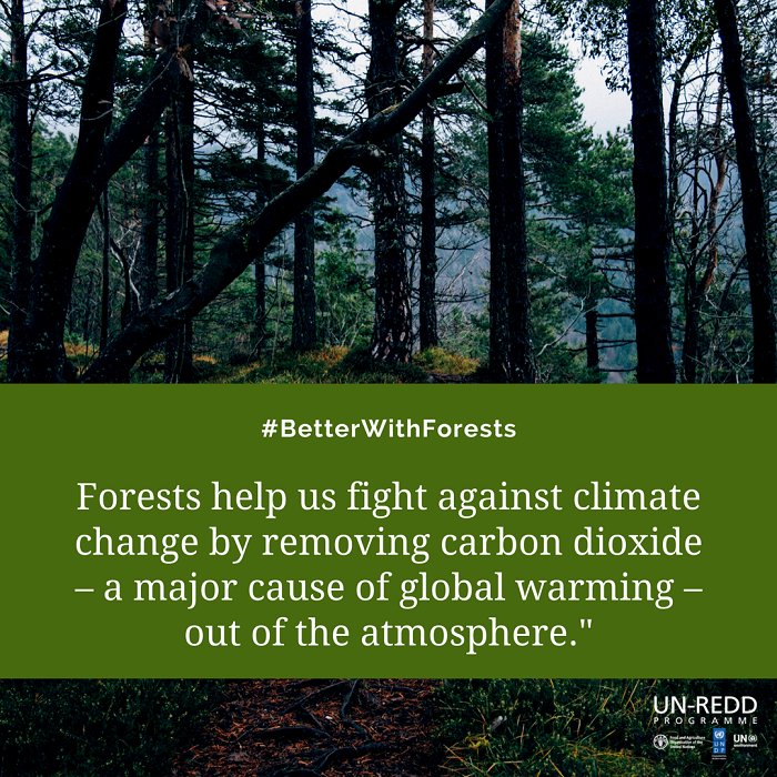 Mountain forests represent 23% of the earth’s forest cover. Forests help us fight against #climatechange by removing carbon dioxide - a major cause of global warming - out of the atmosphere. #ClimateAction is #BetterWithForests! #IntlForestDay #MountainsMatter