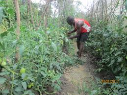 Agri_FinanceKe's tweet photo. Tea, coffee, horticulture and commercial businesses are also very significant to the county’s economy. There is dairy farming and tourism - owing to an array of touring sites within the county.
#AFCIn #TransNzoiaCounty
#KnowYourCounty https://t.co/DdgC08w193