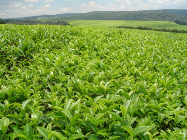 Agri_FinanceKe's tweet photo. Tea, coffee, horticulture and commercial businesses are also very significant to the county’s economy. There is dairy farming and tourism - owing to an array of touring sites within the county.
#AFCIn #TransNzoiaCounty
#KnowYourCounty https://t.co/DdgC08w193