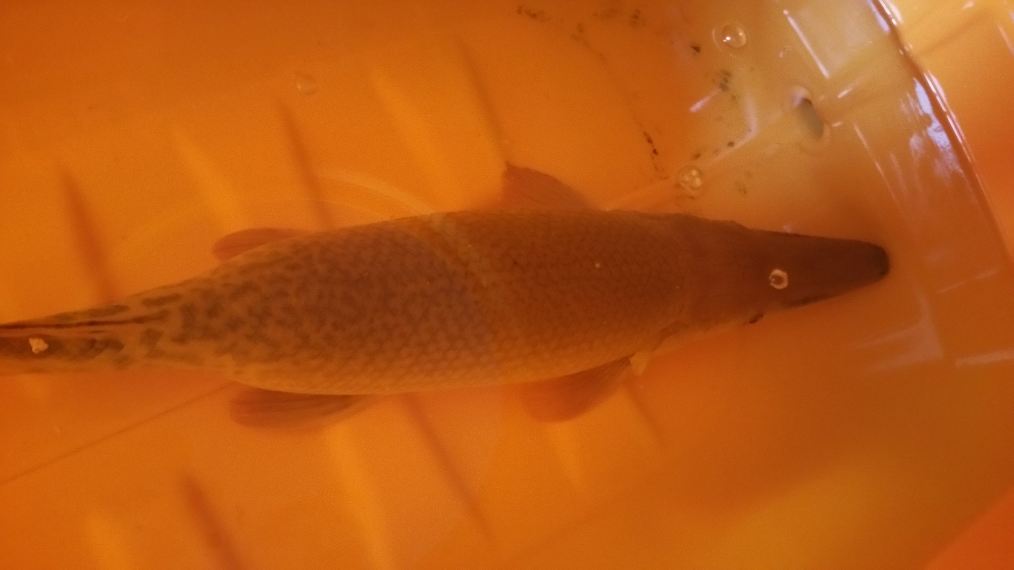 Pma 熱帯魚販売 もう規制まで後数日ですね たくさんのお問い合わせありがとうございます 池のガーパイクを店内水槽に移動させるのでスーパーショートアリゲーターガー70 Wdフロリダスポッテッドガー40 Wf1マンファリ等も販売致します 1m越えの