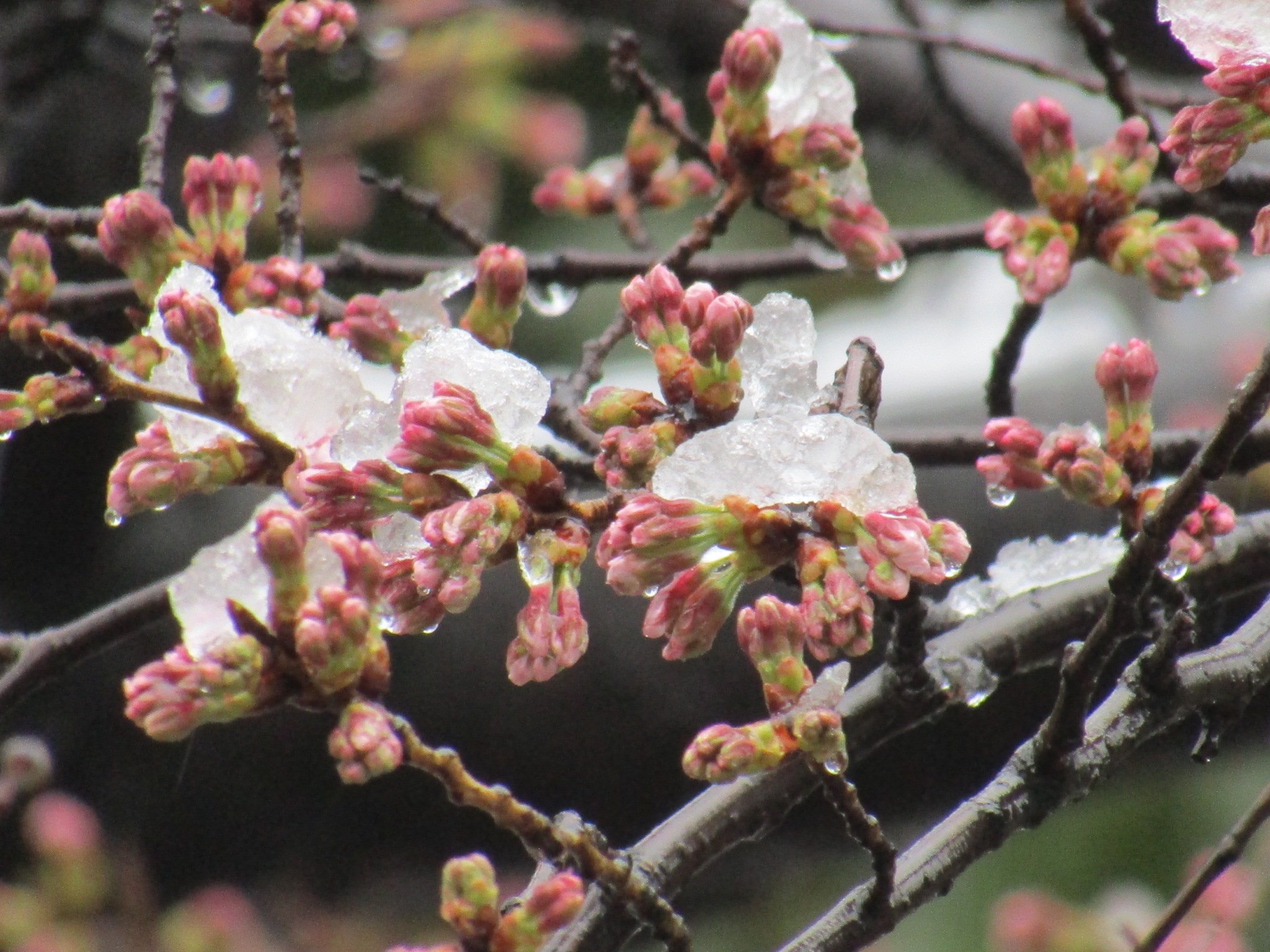 O Xrhsths Pon Sto Twitter 桜のつぼみに積もる雪 遠目に見ると桜が咲いてるように見える しかし春分とは思えない光景だホント 雪 桜 写真 T Co Jjaqlmw76k Twitter