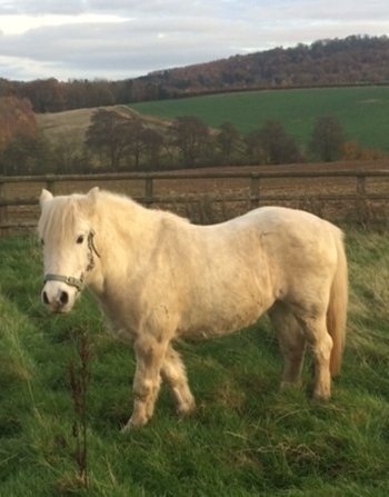 Where does the money you raise go? Well thanks to your awesome fundraising efforts last year you bought a pony, called Toby, for Perry Riding For the Disabled at @CavalierCentre - Isn't he a beaut! WELL DONE YOU!
