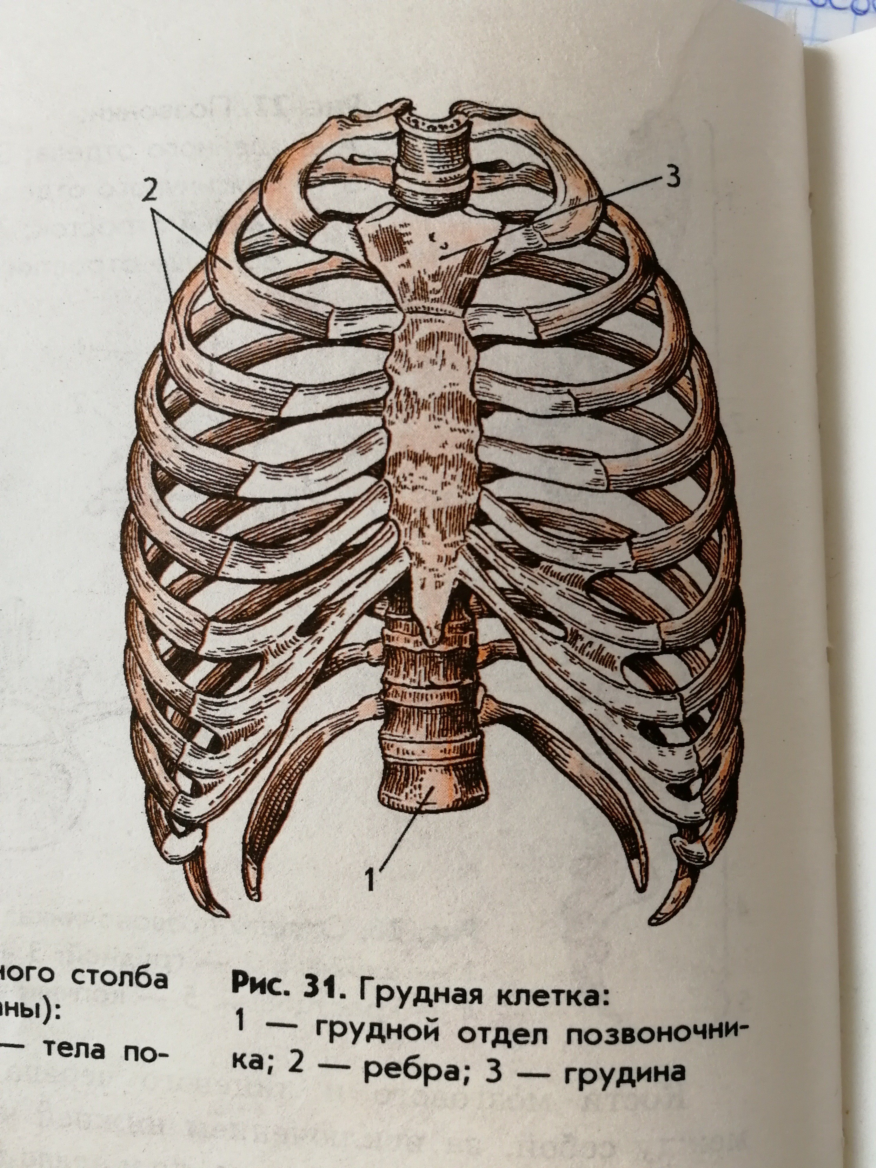 Грудной отдел Грудина ребра