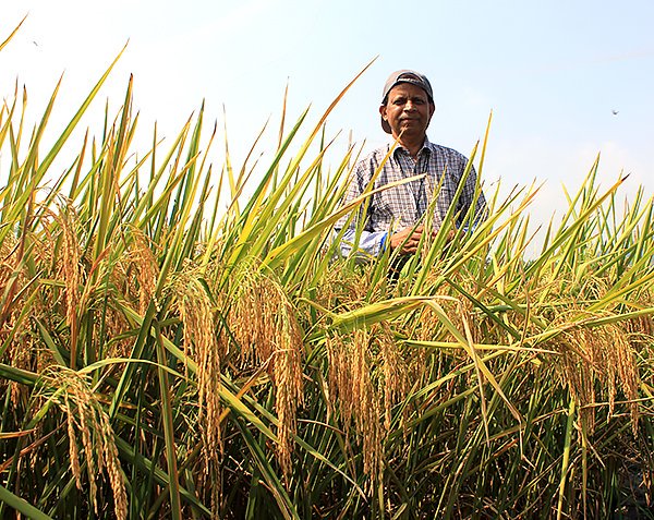 Breaking the yield barrier through rice science! IRRI Principal Scientist Kshirod Jena and his team's phenomenal discovery can drastically increase yield potential. KNOW MORE here: goo.gl/dPWUP6 #ZeroHunger #RiceScienceForABetterWorld