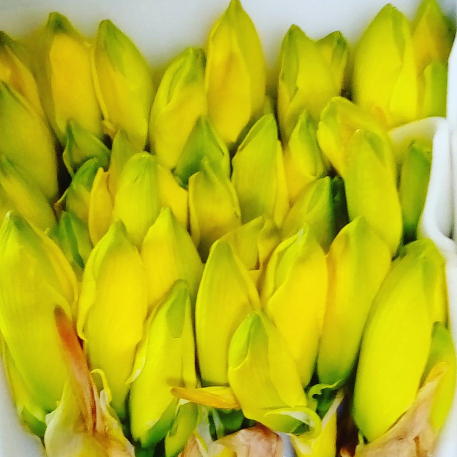 Yellow Amarylis in stock #Easter