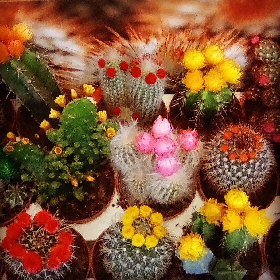 Funky flowering mini Cactus. Only £4.95 each #funkycactus