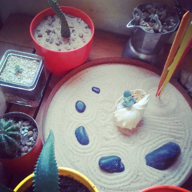 ditchthekitsch's tweet photo. Loving my new #zengarden  I'll have a #Buddha soon! 🤗🙏🙌 #DIY #miniaturezengarden #succulents #cacti #seashell #stones #sacred #sand #incensesticks https://t.co/NmTyINrgqM