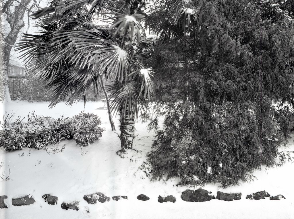 ObsrvntPheasant's tweet photo. Snow covered palm trees are a weird sight!
#CardiffSnow #Cardiff #BelieveInFilm #shootfilmbenice #Ilford #IlfordHP5 https://t.co/Oikw7L1mtT