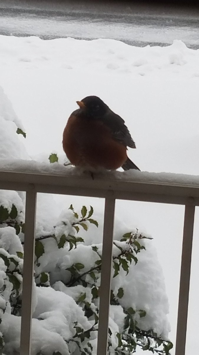 Enjoying the late in the season snow day.  Stay safe! #fox5snowday