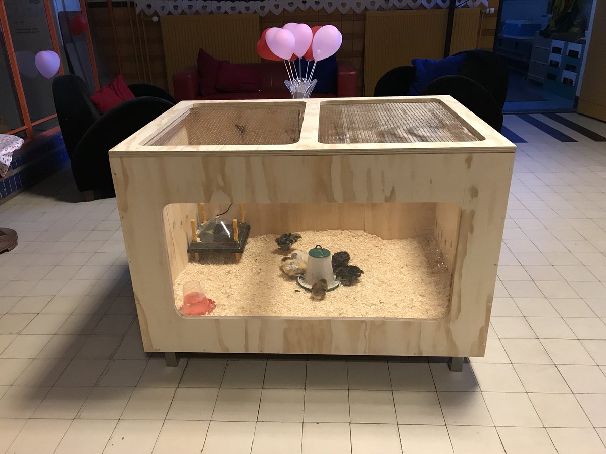 lorentzschool's tweet photo. De kuikens zijn gisteravond gekomen. Tot de meivakantie blijven ze in de bak. Daarna gaan ze naar buiten. Voldoende tijd om ze te laten wennen en veel met ze te knuffelen. Dat vinden ze heerlijk. https://t.co/Uonmc9vBRI