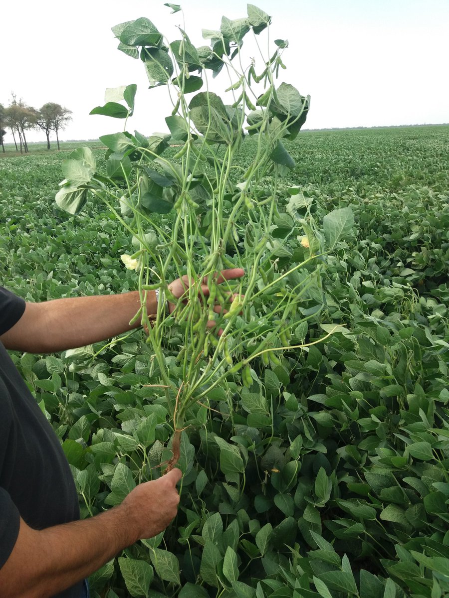 SeedcorpHO_ARG's tweet photo. HO 6620 IPRO STS en Otumpa (Sgo del Estero). #variedadesHO https://t.co/icLGe8EZDK