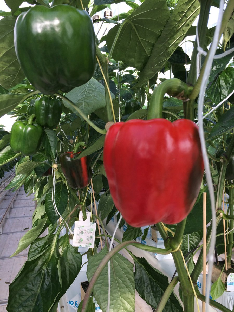 eerste rode paprika’s in de 2save energiekas. Plantdatum 27 december 2017. Met een maximaal gasverbruik van 0.10/m2 per dag. <a href="/WUR/">Wageningen U&R</a> Glastuinbouw