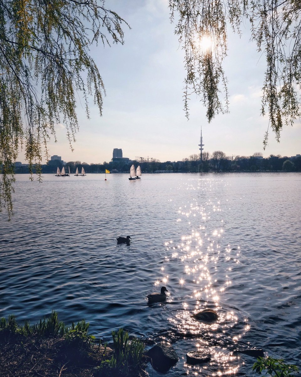 hansegang's tweet photo. Hiermit euch allen einen schönen #Frühlingsanfang! ✨🌱 

@mein_hamburg @hamburg_de @mopo @BilderHamburg @CultureTrip @GermanyTourism @visiteurope #hamburg #alster https://t.co/1EUi56VUzj