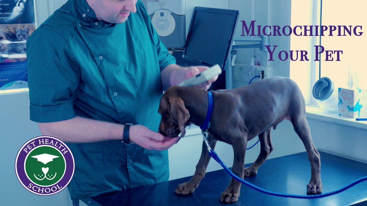 PetHealthSchool's tweet photo. Is your #pet #microchipped? It's a simple, painless way of identifying your #pet if they are lost or stolen. https://t.co/I8x56HoL4x #pets https://t.co/oo0kchdlvM