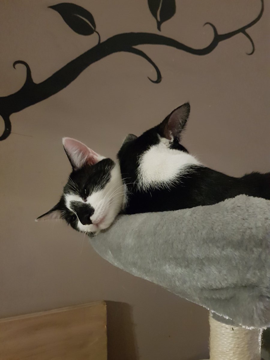 arya_felix's tweet photo. We wike ta cuddle when we are in our tree https://t.co/fCse0MY7fl