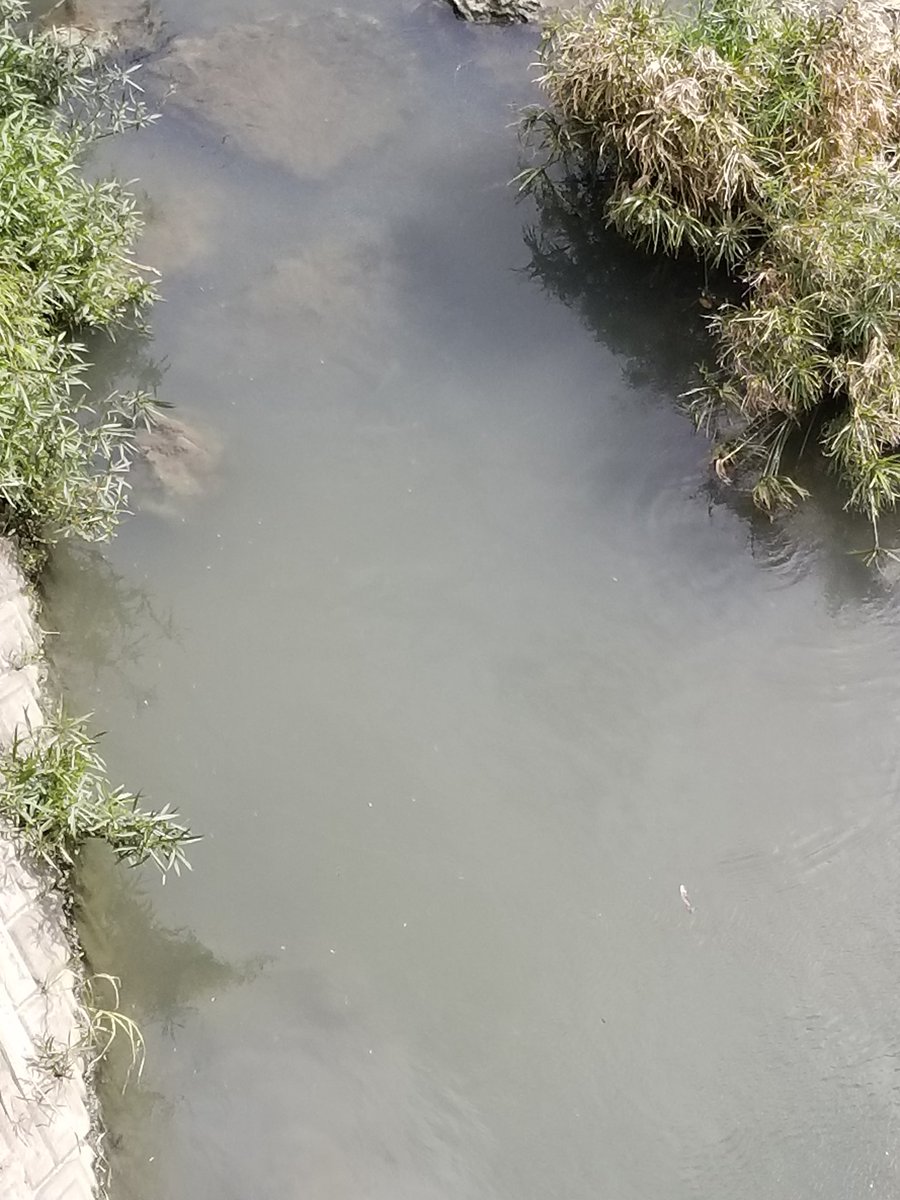 もぢゃックス 鉄腕ダッシュでやってた魚探しに行ってきた 鉄腕ダッシュ 沖縄 プレコ クララ