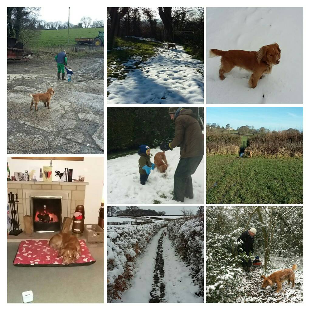 My week in pics so far...#ThankGoodnessForTheDog #EvenHesBoredOfWalksNow ☺☺🐶🐕