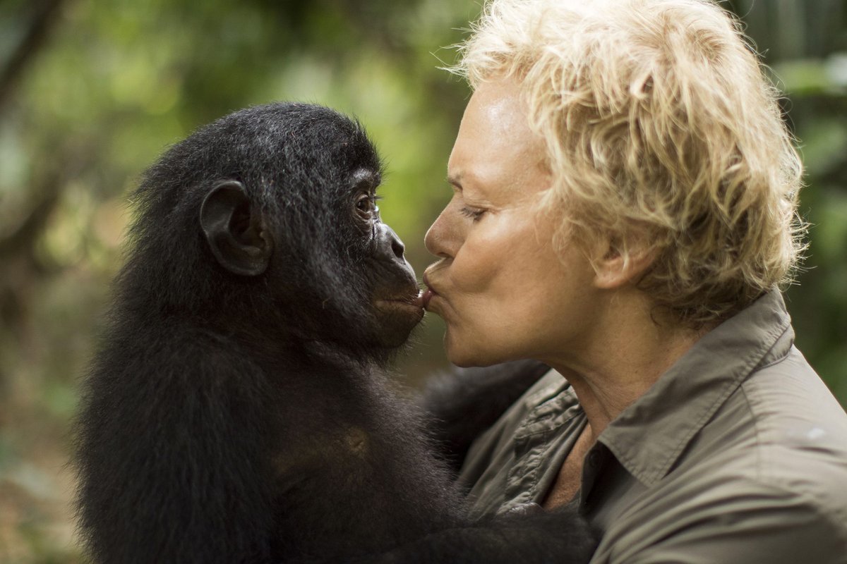 surlaterrefr3's tweet photo. Vous souvenez-vous de Kinsele ? 💙🐒 #JournéeInternationaleDesForêts #SurlaTerreDesBonobos #MurielRobin #Chanee #Préservonsnosforêts https://t.co/EOZfArggAW