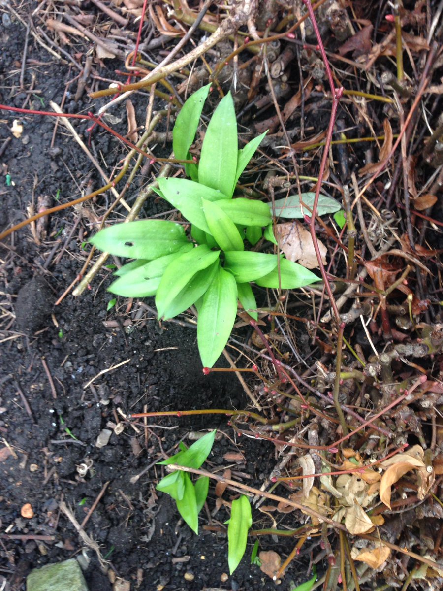 ERKGn16's tweet photo. The gardening season has started despite the cold weather. Wild garlic, bees and flowers... spring has sprung! #communitygarden #london https://t.co/0WPz0GzKVu