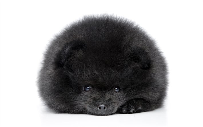 Takeru Shashino Twitterren 黒のスピッツ 4k ペット 犬 ポメラニアン スピッツ かわいい動物たち 描犬 ポメラニアン スピッツ T Co Lhenr0oaww動物 黒のスピッツ 4k ペット 犬 ポメラニアン スピッツ T Co Rexpmrejp0 Takeru Shashino Twitterren 黒のスピッツ 4k ペット 犬 ポメラニアン スピッツ かわいい動物たち 描犬 ポメラニアン スピッツ T Co Lhenr0oaww動物 黒のスピッツ 4k ペット 犬 ポメラニアン スピッツ T Co Rexpmrejp0