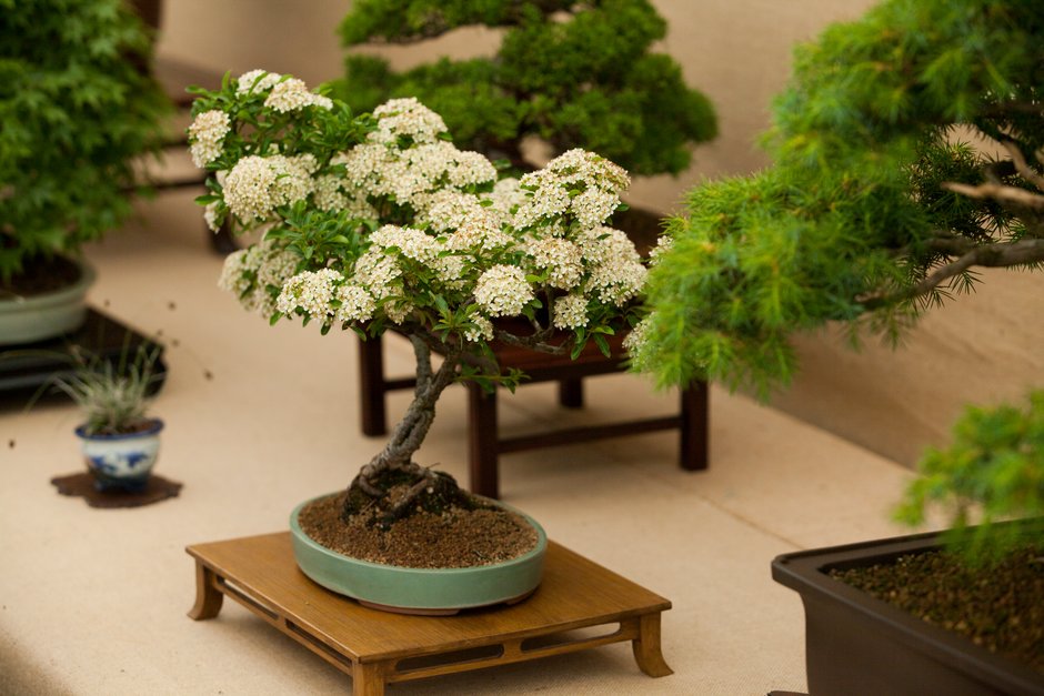 Don’t miss the Bonsai Show and Re-potting Service here at Wisley this weekend (24-25 March). You’ll see fascinating competition classes, displays and demonstrations, plus can gain expert advice. Find out more: rhs.org.uk/gardens/wisley…
