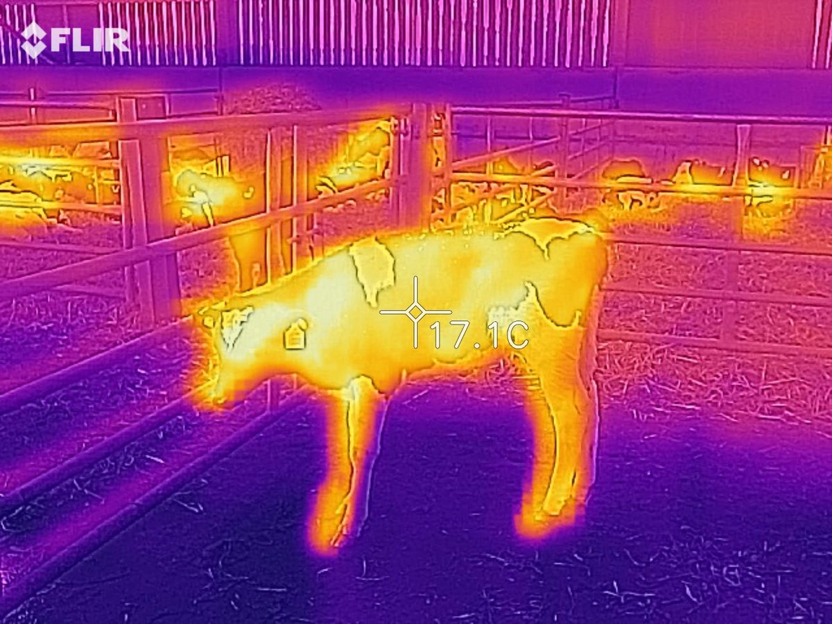 GamechangerFarm's tweet photo. Our new thermal imaging gadget is on trial. Hopefully it will help us in reducing drug use by spotting higher temps before showing sickness. We have seen that the calf jackets are a huge bonus too by much better retained body heat. Ideal over the last week! https://t.co/JoU1JPr4sq