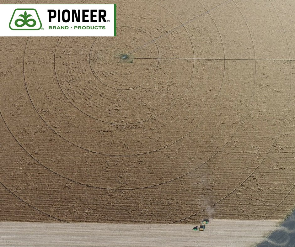 pioneerseedsau's tweet image. Such beauty and symmetry in this #aerialview of Nathan Heckendorf’s #cornharvest at Narrandera NSW.