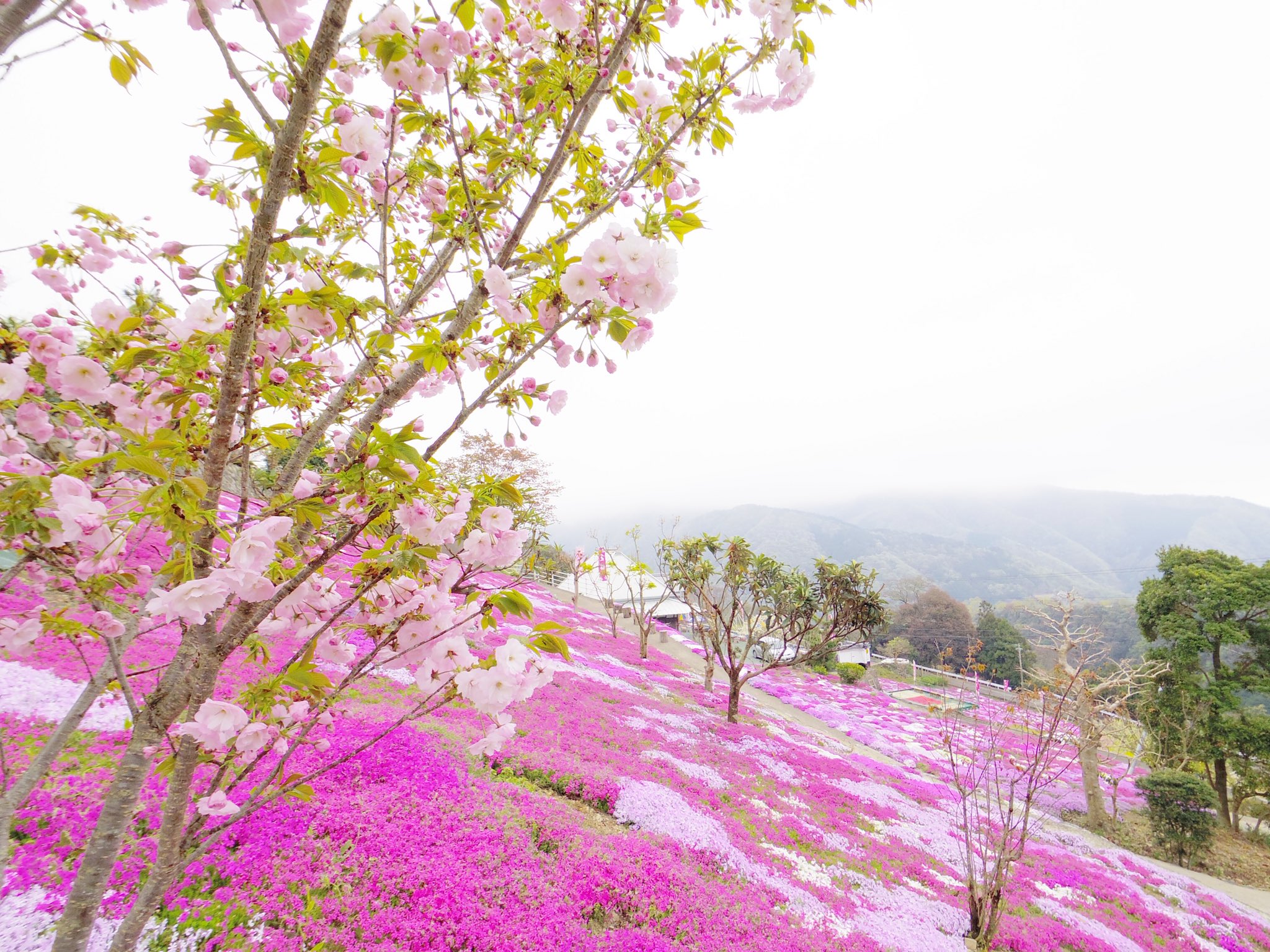 まー3号 霧の奥に隠れた山奥の村落 鮮やかに芝桜が咲き誇って湿った空気が山の香りを運んでくる 桜 イマソラ Pentaxqs1 08widezoom Pentax 入倉いこいの里 徳島 芝桜 芝櫻 シバザクラ 花詰草 Mossphlox モスフロックス 美馬市 まー3号 霧の奥に隠れた山奥の村落 鮮やかに芝桜が咲き誇って湿った空気が山の香りを運んでくる 桜 イマソラ Pentaxqs1 08widezoom Pentax 入倉いこいの里 徳島 芝桜 芝櫻 シバザクラ 花詰草 Mossphlox モスフロックス 美馬市