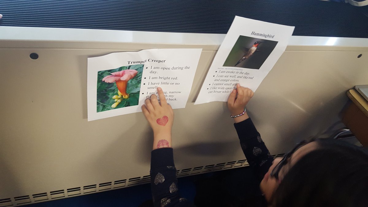 cgoetzbcps's tweet photo. Matching pollinators to their flower! #beeanengineer @BCPSSci @kellprice14 @JMartinPSES https://t.co/Wuo6zphMK2