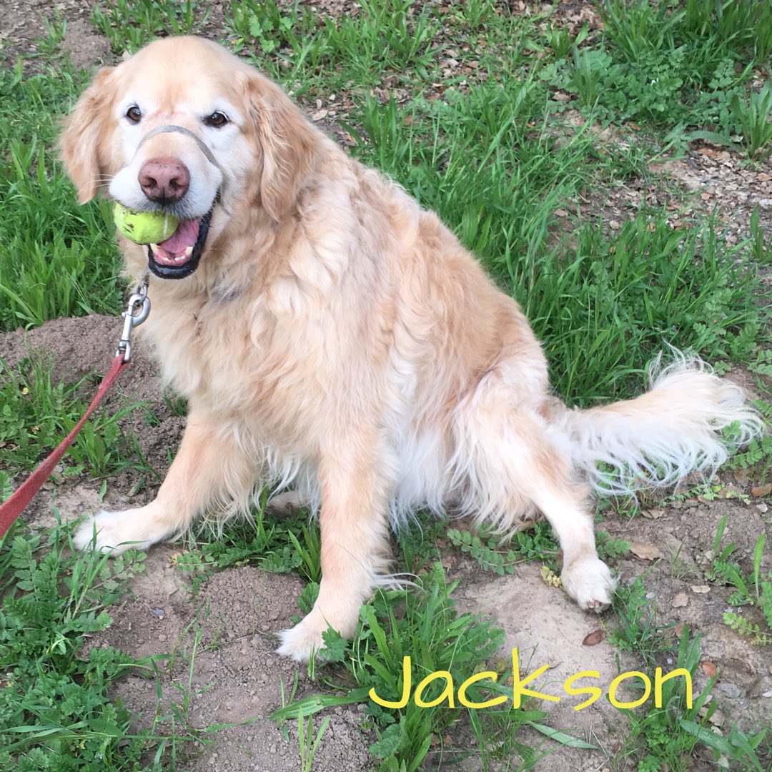 granolabarks's tweet photo. Jackson and Zoe were on a walk having fun with their human when all of a sudden they got hooked up with free Granola Barks 🤙🏼 #goodtimes
•
#dogs #dogwalk #healthylifestyle #healthydogtreats #gbarks #granolabarks #doggo #woofwoofwednesday #woofwoofwednesday #NationalWalkingDay https://t.co/axMW2U0FaR