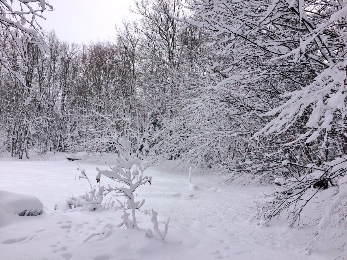 Tingo_89's tweet image. Welcome to spring in Ontario! 

#ParrySound #SpringStorm #GeorgianBay