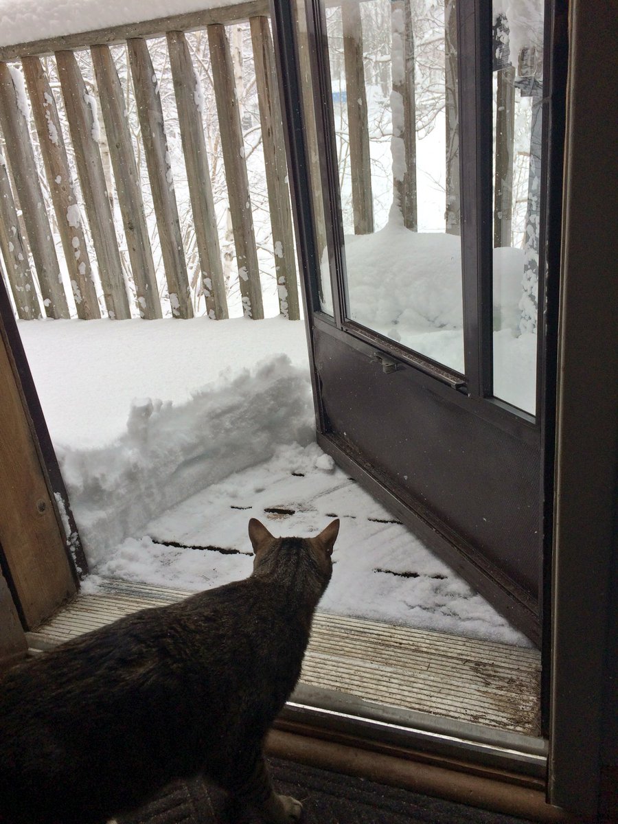 Tingo_89's tweet image. Welcome to spring in Ontario! 

#ParrySound #SpringStorm #GeorgianBay